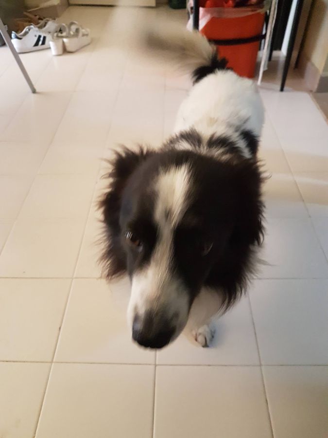 Cane seguito da Mimmo il dog sitter di Barletta, foto 04
