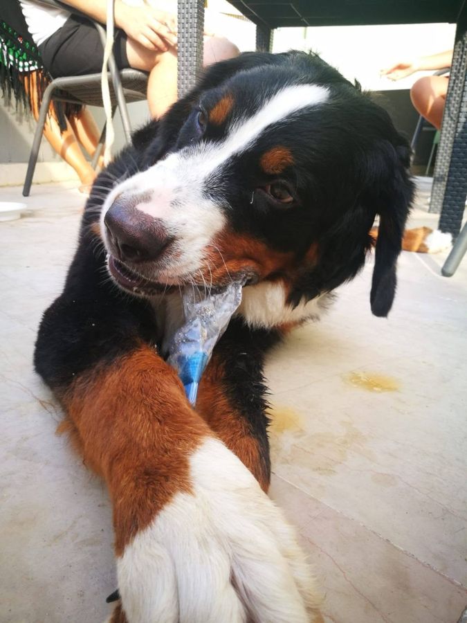 Cane seguito da Mimmo il dog sitter di Barletta, foto 08