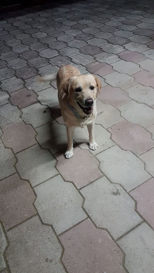 Cane seguito da Mimmo il dog sitter di Barletta, foto 10