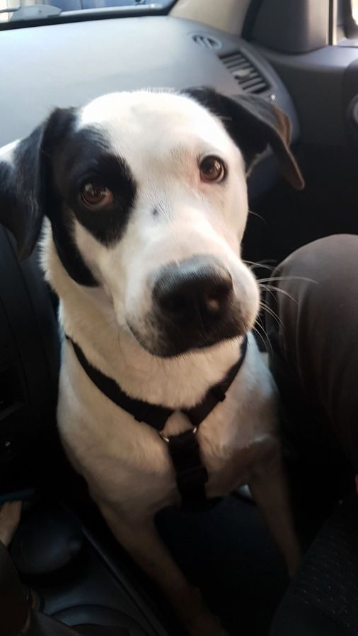Cane seguito da Mimmo il dog sitter di Barletta, foto 13