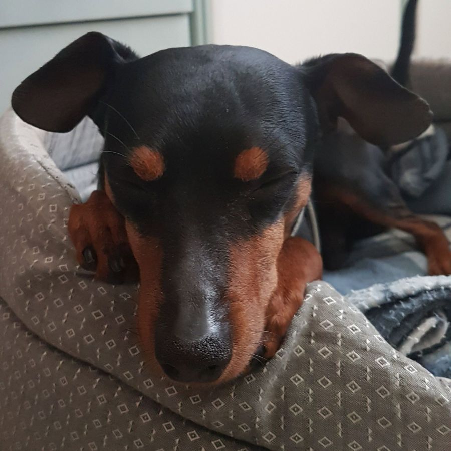 Cane seguito da Mimmo il dog sitter di Barletta, foto 15