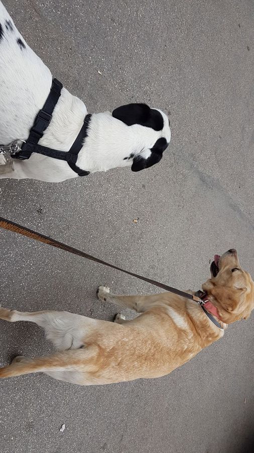 Cane seguito da Mimmo il dog sitter di Barletta, foto 16