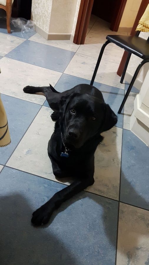 Cane seguito da Mimmo il dog sitter di Barletta, foto 18