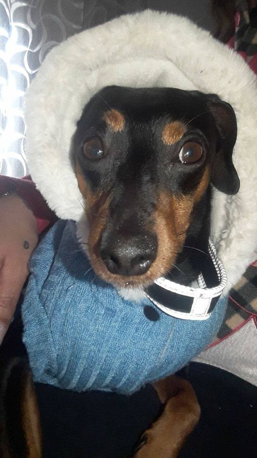 Cane seguito da Mimmo il dog sitter di Barletta, foto 20