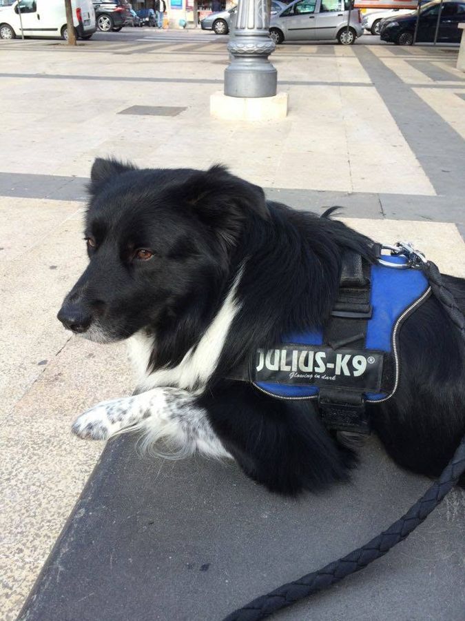 Cane seguito da Mimmo il dog sitter di Barletta, foto 23