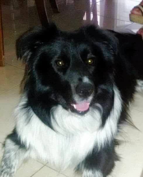 Cane seguito da Mimmo il dog sitter di Barletta, foto 24