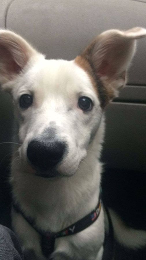 Cane seguito da Mimmo il dog sitter di Barletta, foto 40