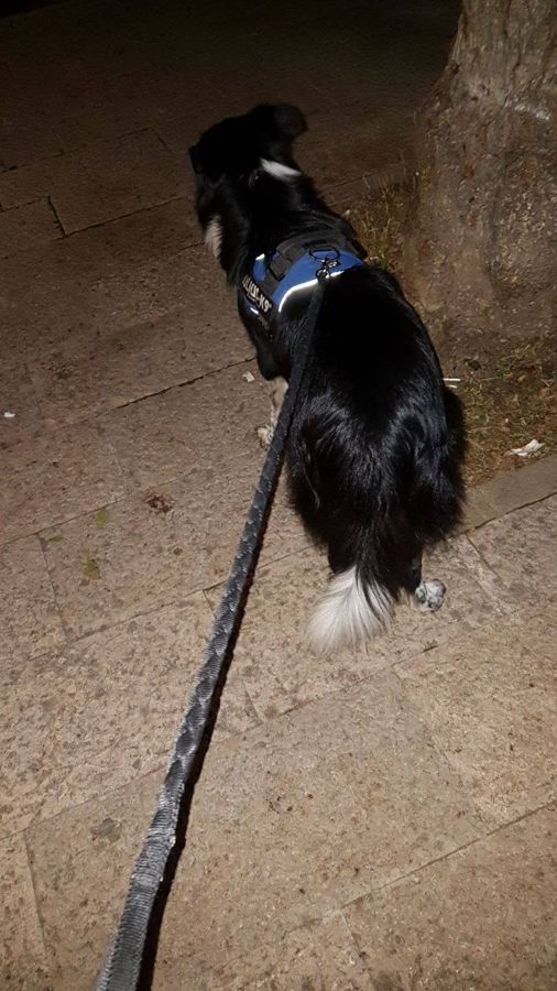 Cane seguito da Mimmo il dog sitter di Barletta, foto 41
