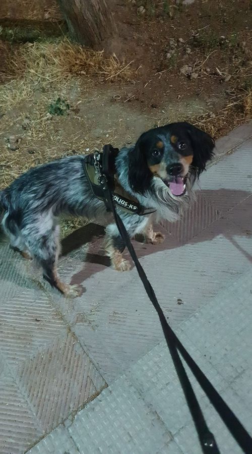 Cane seguito da Mimmo il dog sitter di Barletta, foto 46