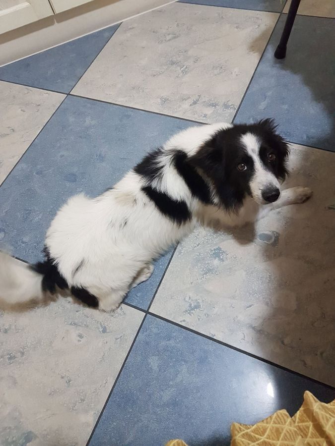 Cane seguito da Mimmo il dog sitter di Barletta, foto 47