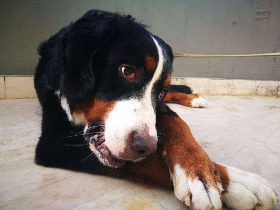 Cane seguito da Mimmo il dog sitter di Barletta, foto 49